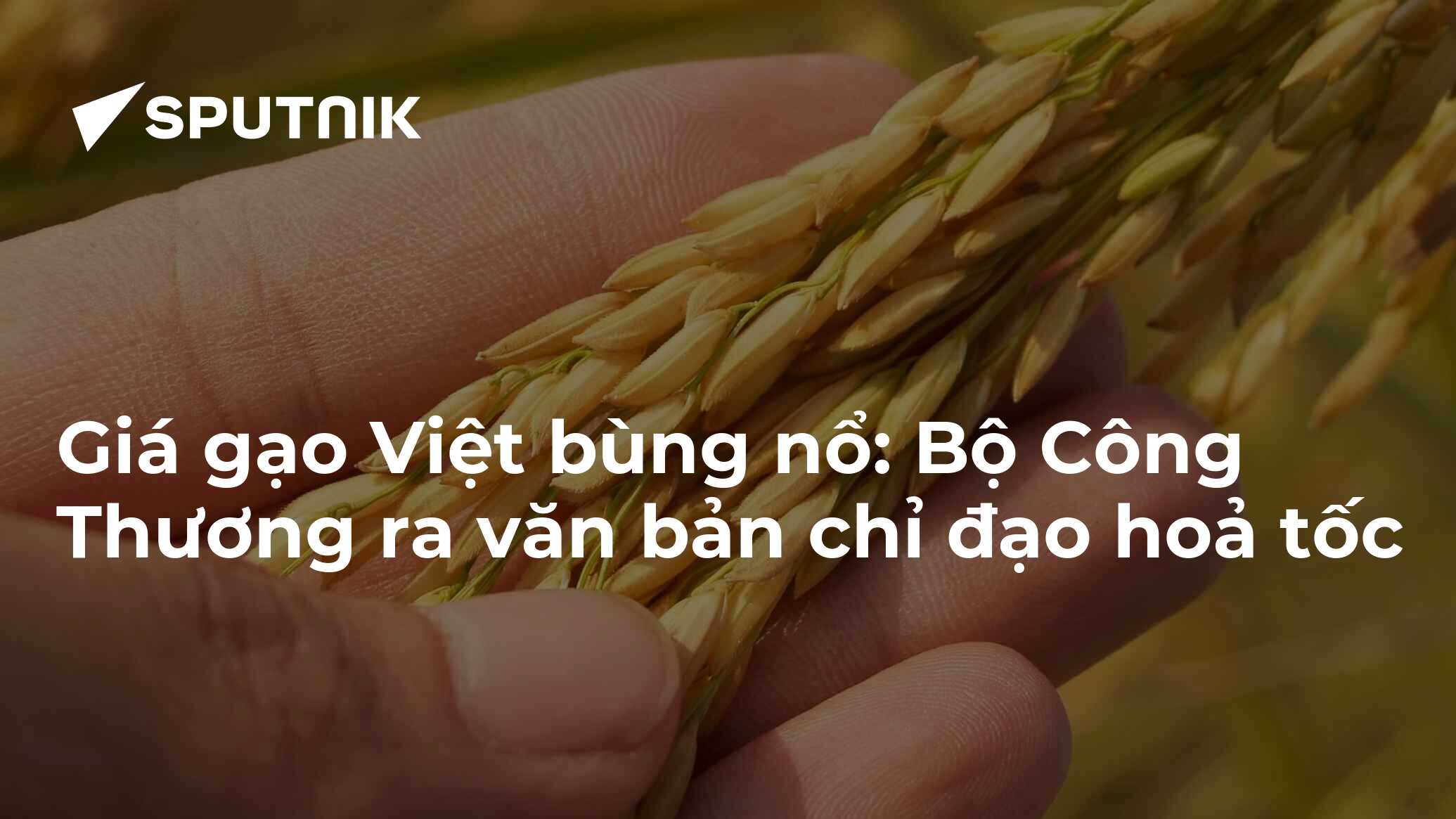 Giá gạo Việt bùng nổ: Bộ Công Thương ra văn bản chỉ đạo hoả tốc