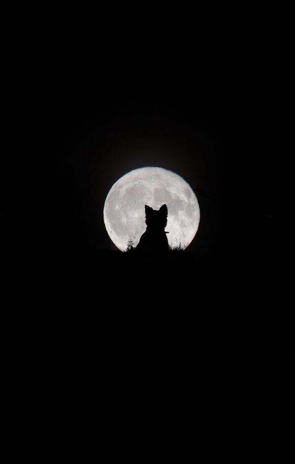 Bức ảnh Big Moon, Little Werewolf (Trăng tròn và Ma sói) của nhiếp ảnh gia Anh Kirsty Paton từ hạng mục Mặt trăng của chúng tôi, lọt vào danh sách rút gọn Insight Investment Astronomy Photographer of the Year 2020 - Sputnik Việt Nam