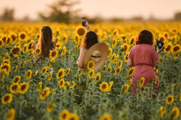 Những cô gái trên cánh đồng hoa hướng dương ở Simferopol - Sputnik Việt Nam