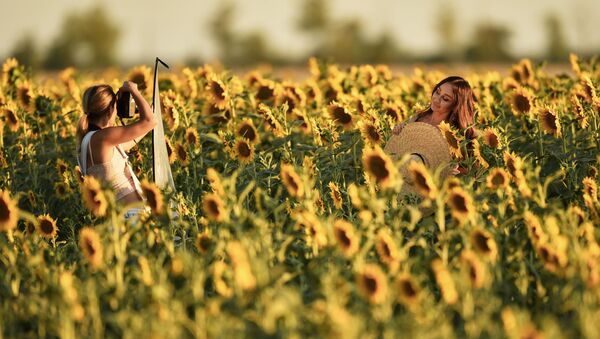 Những cô gái trên cánh đồng hoa hướng dương ở Simferopol - Sputnik Việt Nam