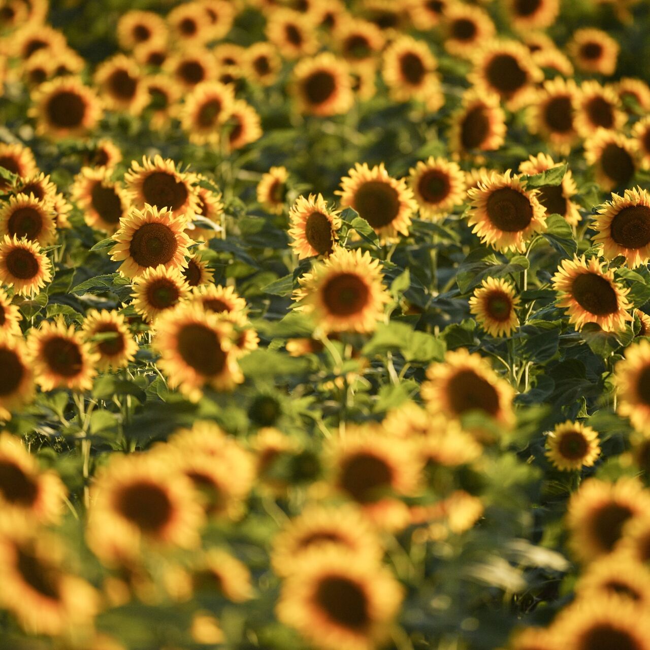 Hướng dương: Hãy thưởng thức bức ảnh về những đóa hoa hướng dương tràn đầy năng lượng và mang lại cảm giác ấm áp cho cuộc sống của bạn.