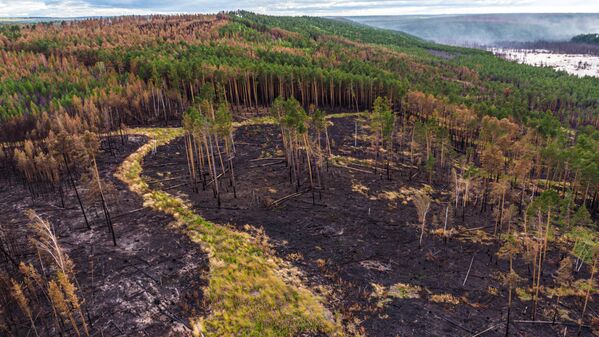 Rừng bị tàn phá trong lửa ở vùng Krasnoyarsk - Sputnik Việt Nam