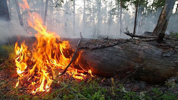 Hỏa hoạn trong rừng Yakutia - Sputnik Việt Nam