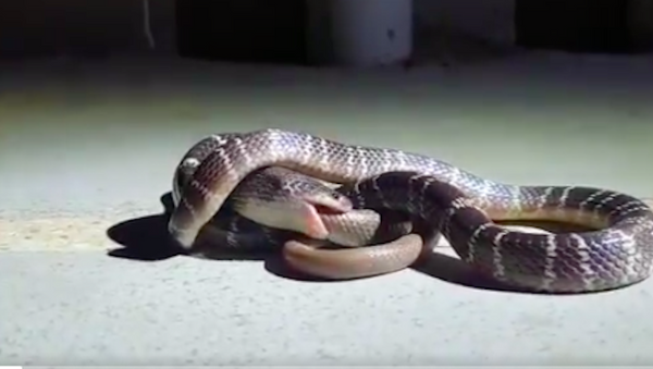Quay video về cảnh một con rắn cạp nia đang nuốt chửng rắn khuyết - Sputnik Việt Nam