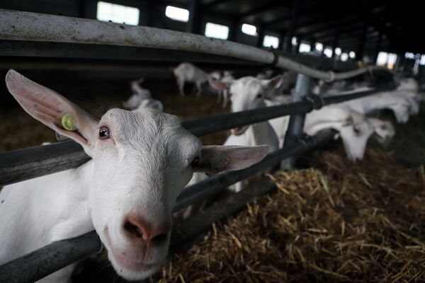 Đàn dê trên địa bàn tổ hợp chế xuất sữa dê ở làng Nadezhda vùng Stavropolskiy thuộc LB Nga  - Sputnik Việt Nam