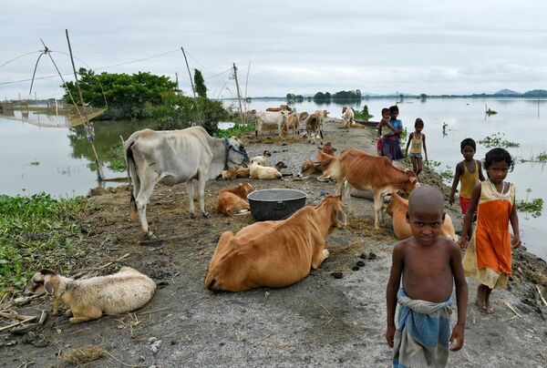 Những đứa trẻ đi ngang qua con gia súc trong nước lụt ở quận Morigaon, Ấn Độ - Sputnik Việt Nam