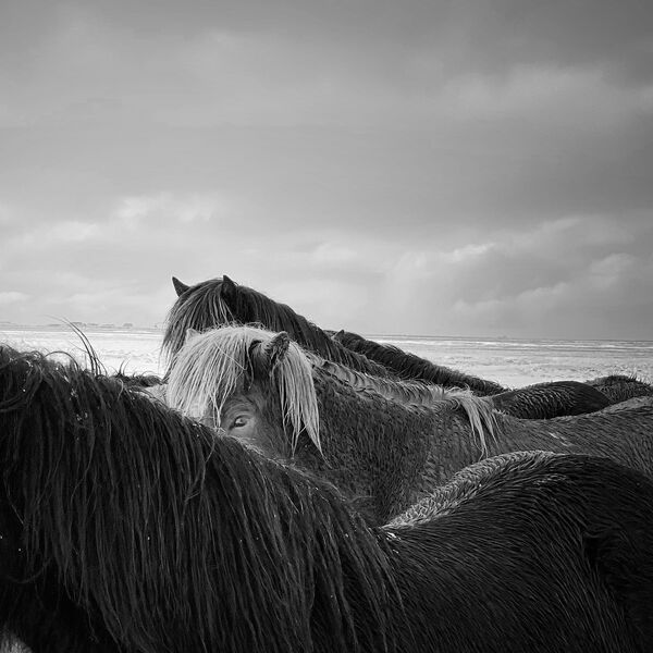 Bức ảnh Ngựa trong cơn bão của nhiếp ảnh gia người Trung Quốc Xiaojun Zhang, đoạt giải nhất trong danh mục “Động vật” của cuộc thi IPPAWARDS 2020 - Sputnik Việt Nam