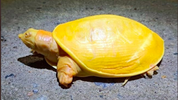 Một con rùa có màu sắc khác thường do đột biến, được tìm thấy ở Ấn Độ - Sputnik Việt Nam