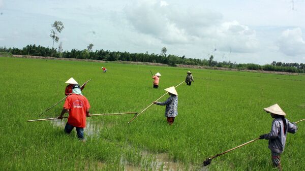 Các thành viên hợp tác xã liên kết trong sản xuất, phát triển chuỗi giá trị lúa gạo chất lượng cao. - Sputnik Việt Nam