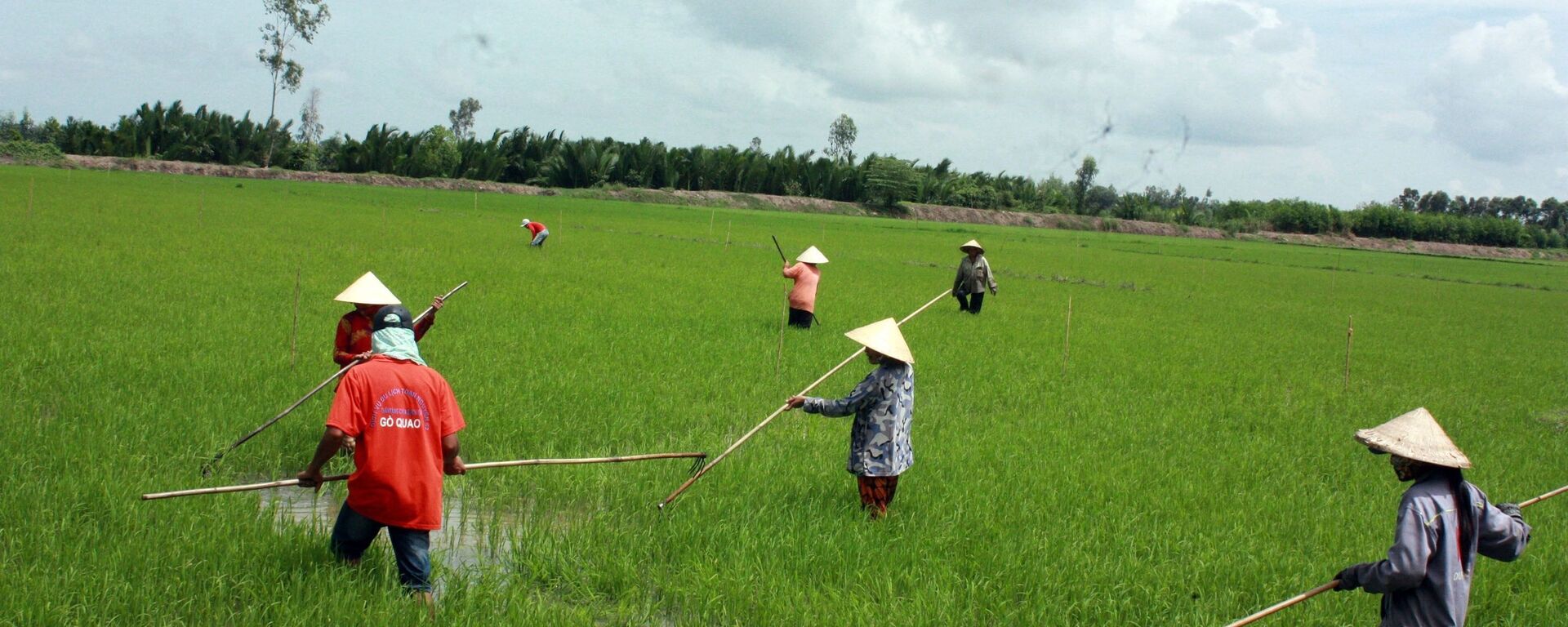 Các thành viên hợp tác xã liên kết trong sản xuất, phát triển chuỗi giá trị lúa gạo chất lượng cao. - Sputnik Việt Nam, 1920, 27.07.2020