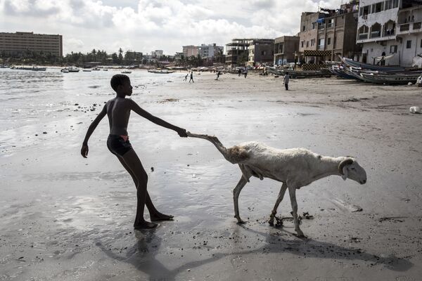 Người chăn cừu trẻ tuổi kéo theo một con cừu của mình ở Dakar, Sénégal - Sputnik Việt Nam