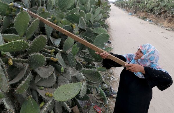 Người phụ nữ hái xương rồng lê gai opuntia ở dải Gaza - Sputnik Việt Nam