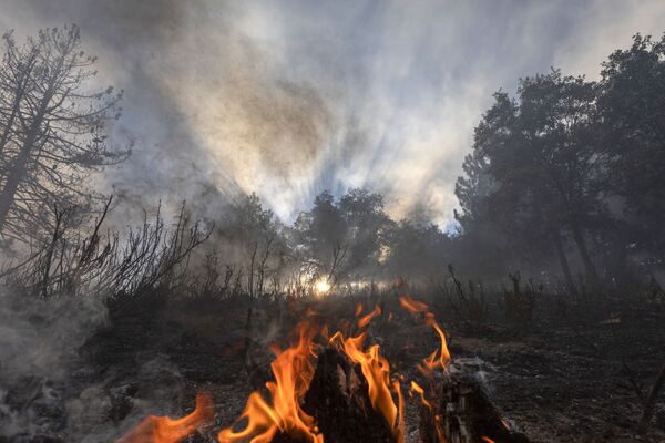 Ngọn lửa trong rừng ở California - Sputnik Việt Nam