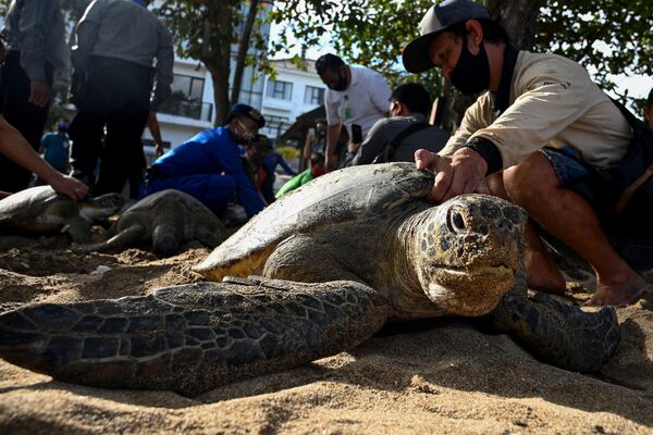Người dân chuẩn bị thả rùa biển xanh trên bãi biển Bali, tịch thu từ kẻ buôn lậu - Sputnik Việt Nam