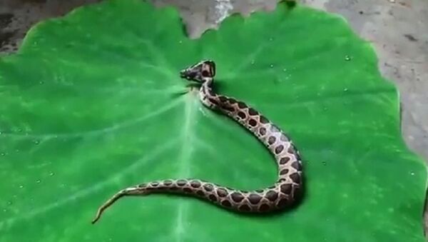 Ở Ấn Độ phát hiện một con rắn độc hai đầu thuộc loại hiếm - Sputnik Việt Nam