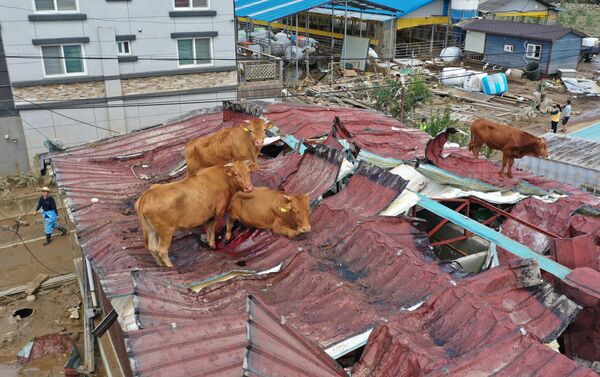 Bò mắc kẹt trên sân thượng do lũ lụt ở Hàn Quốc - Sputnik Việt Nam