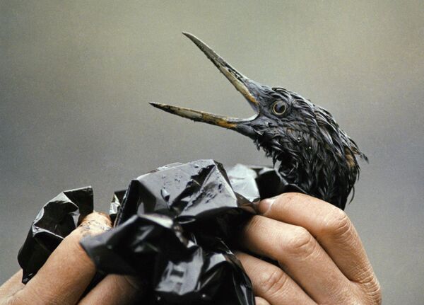 Con chim bị phủ đầy dầu sau vụ tràn dầu từ tàu Exxon Valdez ở Alaska - Sputnik Việt Nam