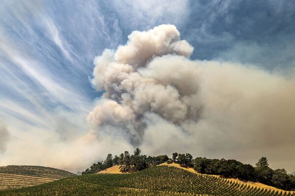 Khói từ đám cháy rừng trên một vườn nho ở Hạt Napa, California - Sputnik Việt Nam