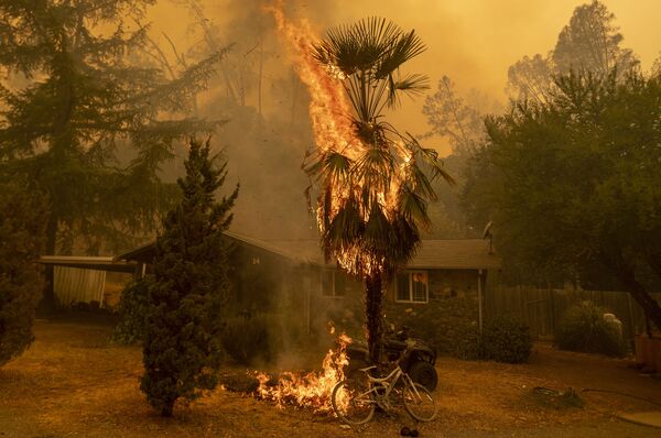 Cây cọ cháy gần ngôi nhà trong đám cháy rừng ở Hạt Napa, California - Sputnik Việt Nam