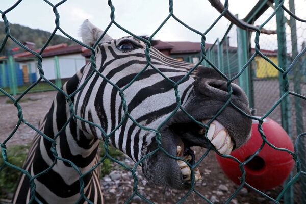 Ngựa vằn đực có tên “Đuôi” trong công viên động thực vật Roev Ruchey ở Krasnoyarsk, Nga - Sputnik Việt Nam