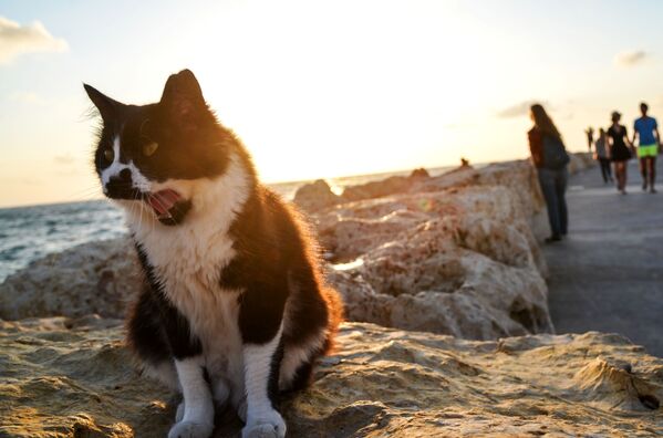 Con mèo trên bờ biển Địa Trung Hải ở Tel Aviv - Sputnik Việt Nam