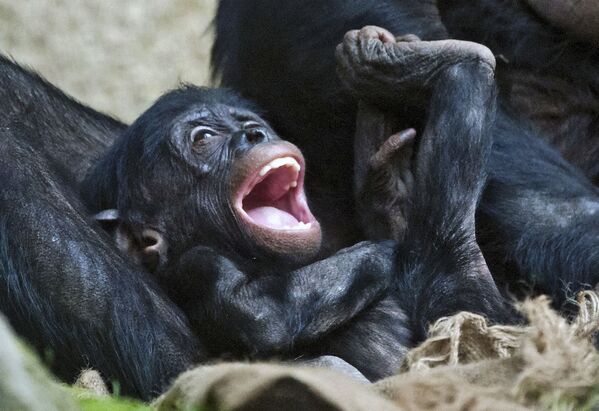 Tinh tinh lùn hay vượn Bonobo con ở vườn thú Leipzig, Đức - Sputnik Việt Nam