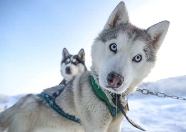 Những chú chó kéo xe thuộc giống Husky Siberia trong công viên du lịch ở vùng Murmansk, Liên bang Nga - Sputnik Việt Nam