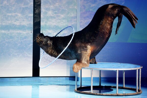 Sư tử biển California trong buổi diễn tập biểu diễn cá heo tại thủy cung ở Ekaterinburg - Sputnik Việt Nam
