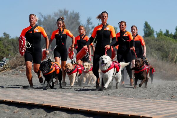 Nhóm nữ cứu hộ Ý cùng với những chú chó nghiệp vụ trong quá trình huấn luyện - Sputnik Việt Nam