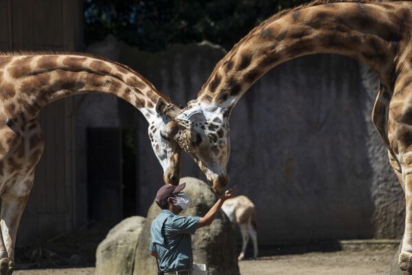 Cho hươu cao cổ ăn tại vườn thú La Aurora ở Guatemala - Sputnik Việt Nam