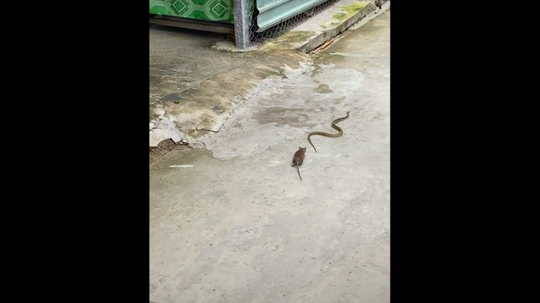 Chuột bảo vệ hang của nó trước con rắn ở Việt Nam. - Sputnik Việt Nam