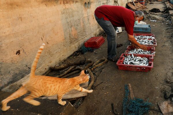 Ngư dân với mẻ cá đánh bắt và con mèo ở cảng biển Gaza - Sputnik Việt Nam