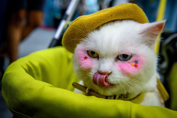 Chú mèo có đôi mắt kỳ quặc tại triển lãm thú cưng ở Thái Lan - Sputnik Việt Nam