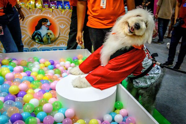 Chú chó trong trang phục Trung Quốc tại Pet Expo Thailand 2020  - Sputnik Việt Nam