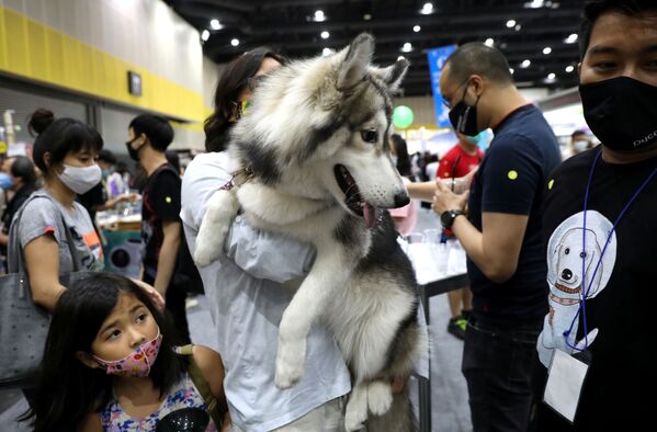 Người tham gia triển lãm với con chó husky Siberia trên tay tại hội chợ thú cưng ở Thái Lan - Sputnik Việt Nam
