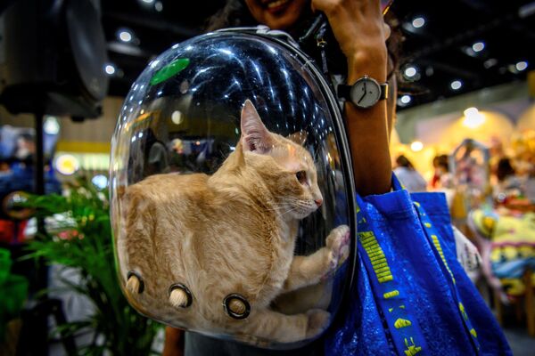 Con mèo trong chiếc ba lô nhựa trong suốt tại hội chợ thú cưng ở Thái Lan - Sputnik Việt Nam