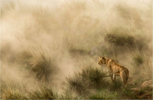 Bức ảnh Sư tử trong cơn bão cát của nhiếp ảnh gia Diana Knight, lọt chung kết hạng mục Thiên nhiên của cuộc thi National Geographic Traveller Photography Competition 2020 - Sputnik Việt Nam