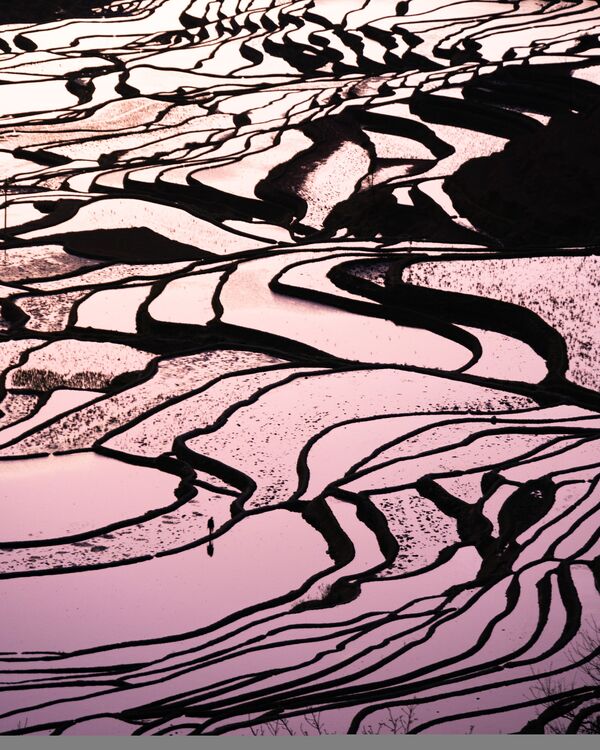 Bức ảnh Ruộng bậc thang Nguyên Dương của nhiếp ảnh gia Eric Ho, lọt chung kết hạng mục Phong cảnh tại cuộc thi National Geographic Traveller Photography Competition 2020 - Sputnik Việt Nam