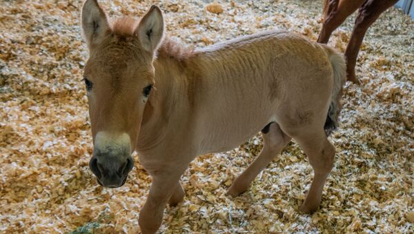 Các nhà khoa học nhân bản con ngựa loài Przewalski đã chết cách đây 20 năm - Sputnik Việt Nam
