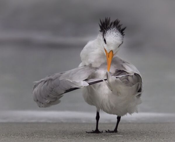 Bức ảnh «Tern tuning its wings” (Hải yến chỉnh cánh bay) của nhiếp ảnh gia Danielle D'Ermo, lọt vào vòng chung kết của Giải thưởng Nhiếp ảnh Động vật Hoang dã Hài hước năm 2020 - Sputnik Việt Nam