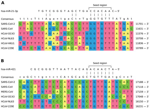 Các nhà khoa học Nga phát hiện phân tử sinh học trấn áp coronavirus Các nhà khoa học Nga phát hiện phân tử sinh học trấn áp coronavirus - Sputnik Việt Nam