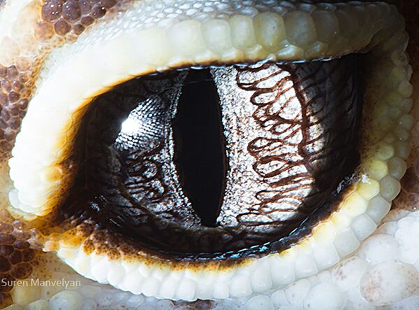Ảnh macro mắt con thằn lằn thuộc chi Eublephara của nhiếp ảnh gia Suren Manvelyan - Sputnik Việt Nam