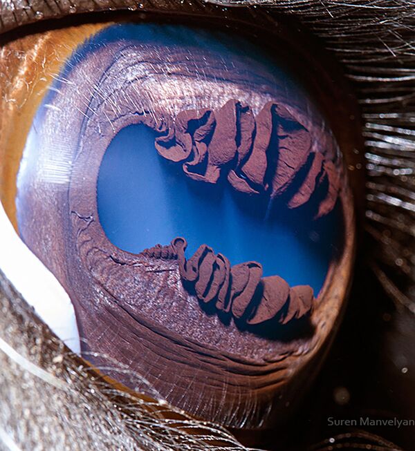 Ảnh chụp macro mắt con lama (lạc đà) của nhiếp ảnh gia Suren Manvelyan - Sputnik Việt Nam