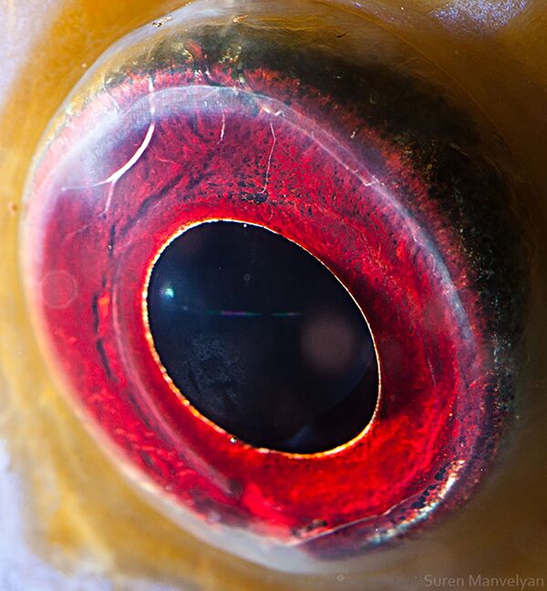 Ảnh chụp macro mắt con cá thuộc giống Cá dĩa của nhiếp ảnh gia Suren Manvelyan - Sputnik Việt Nam
