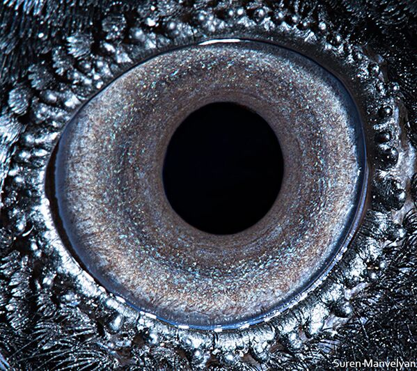 Ảnh chụp macro mắt quạ của nhiếp ảnh gia Suren Manvelyan - Sputnik Việt Nam