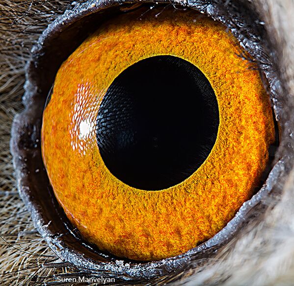 Ảnh chụp macro mắt con cú của nhiếp ảnh gia Suren Manvelyan - Sputnik Việt Nam