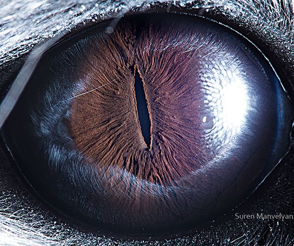 Ảnh chụp macro mắt sóc sin-sin (chinchilla) của nhiếp ảnh gia Suren Manvelyan - Sputnik Việt Nam