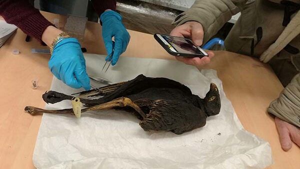 Các nhà khoa học lấy mẫu vật phẩm  từ ​​xác ướp chim tại Bảo tàng Fusion ở Lyon. - Sputnik Việt Nam