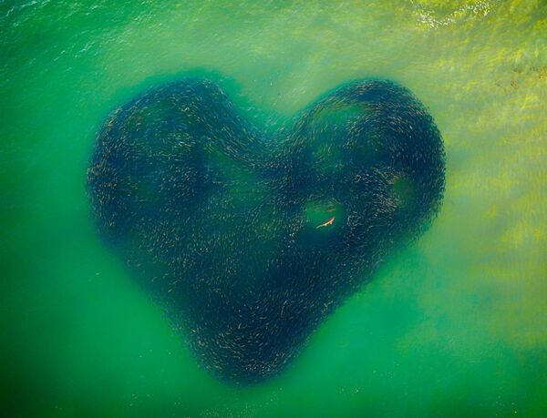 Bức ảnh Love Heart of Nature (Trái tim tình yêu thiên nhiên) của Jim Picôt, là bức ảnh giành chiến thắng chung cuộc ở Drone Photo Awards 2020 - Sputnik Việt Nam