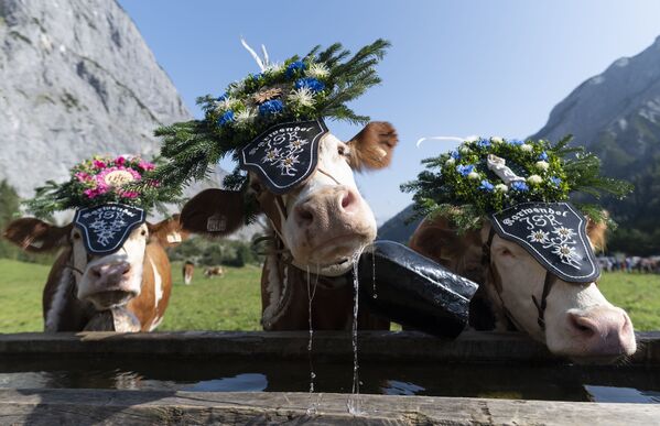 Bò đeo vòng hoa trước nghi lễ hàng năm lùa gia súc vào chuồng  (Almabtrieb) ở Áo - Sputnik Việt Nam